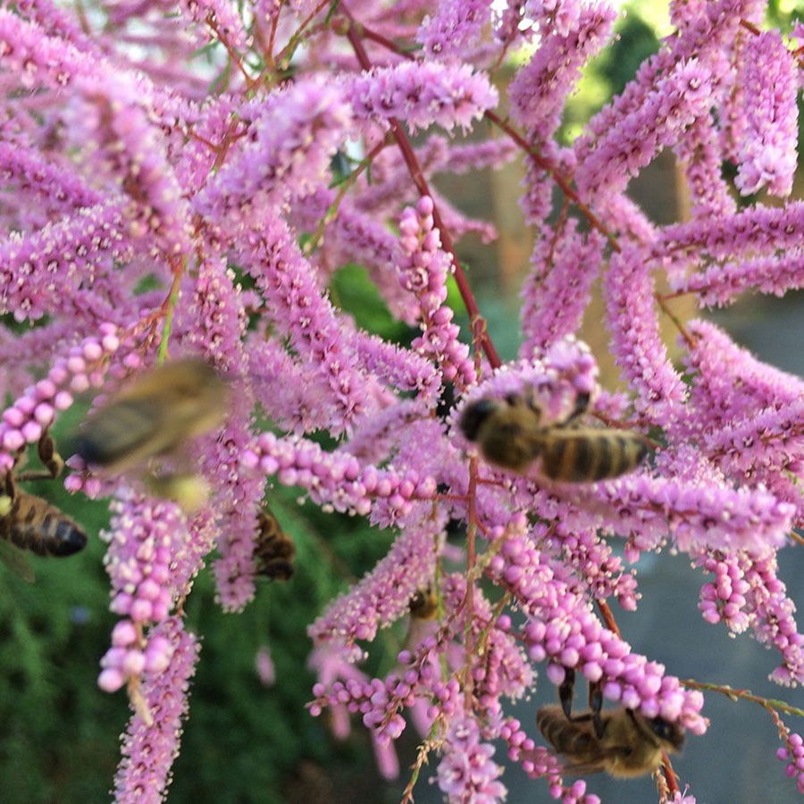 Превью изображения