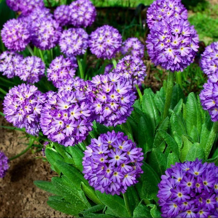 Превью изображения