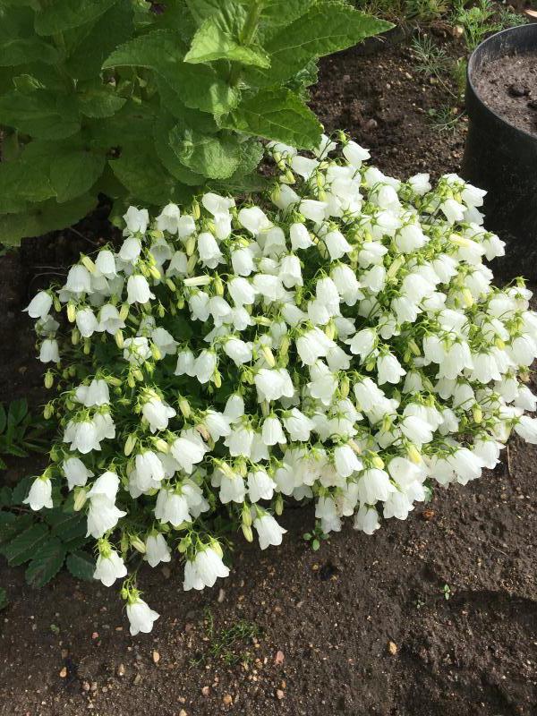 Превью изображения