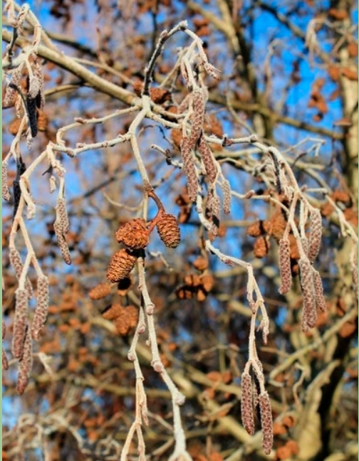Превью изображения