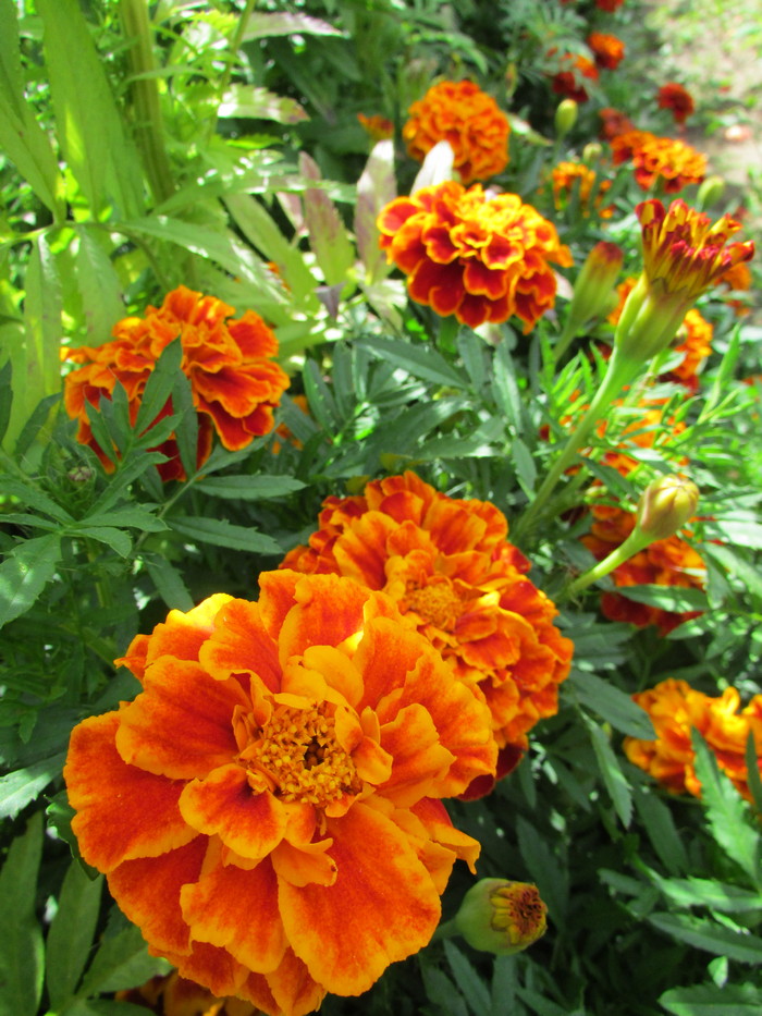 Превью изображения