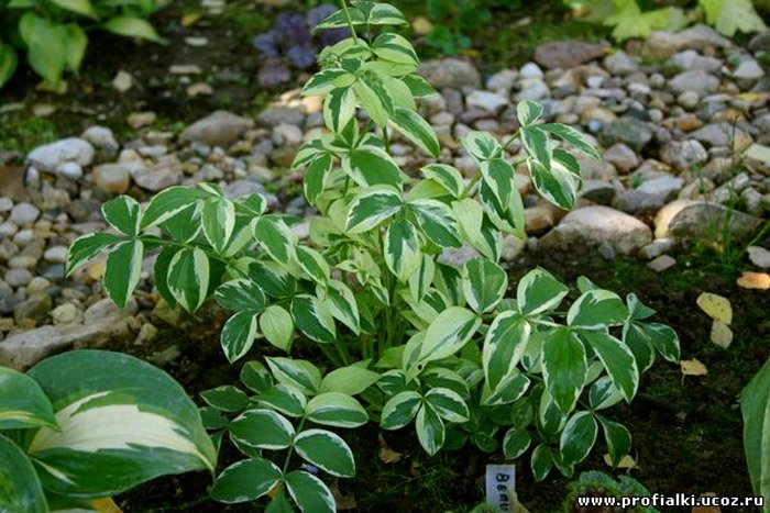 Превью изображения