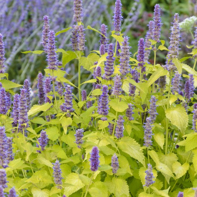 Превью изображения