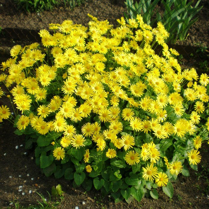 Превью изображения