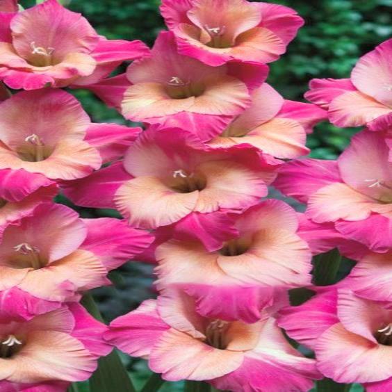 Превью изображения