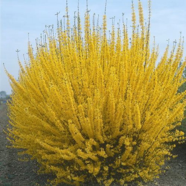 Превью изображения