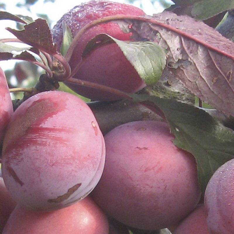Превью изображения