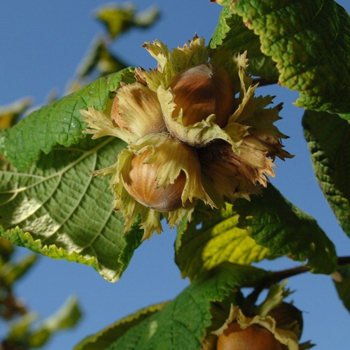 Превью изображения