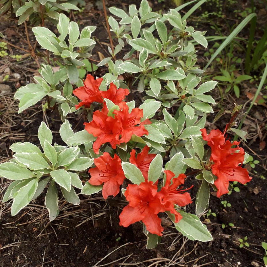 Превью изображения