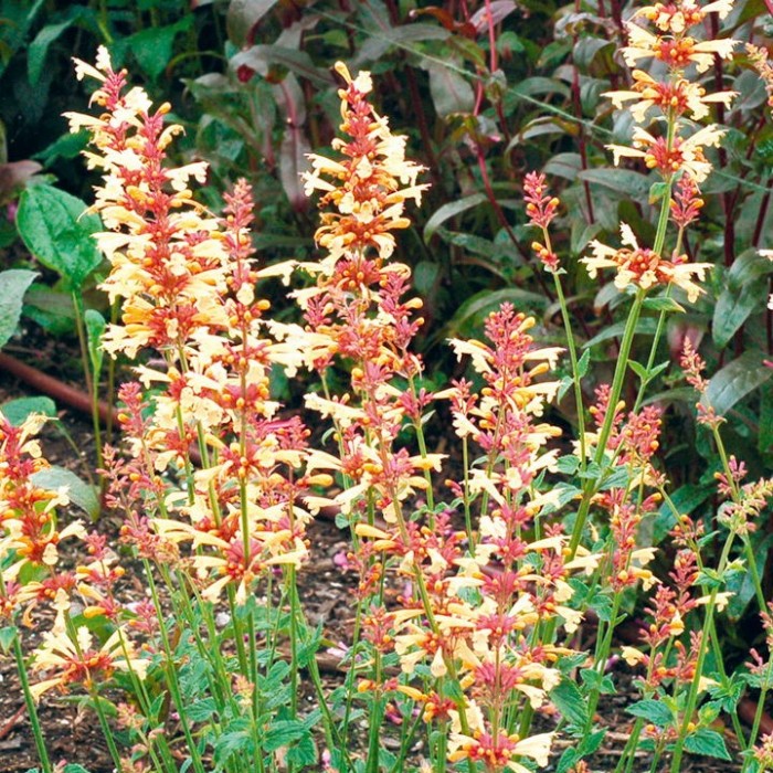 Превью изображения