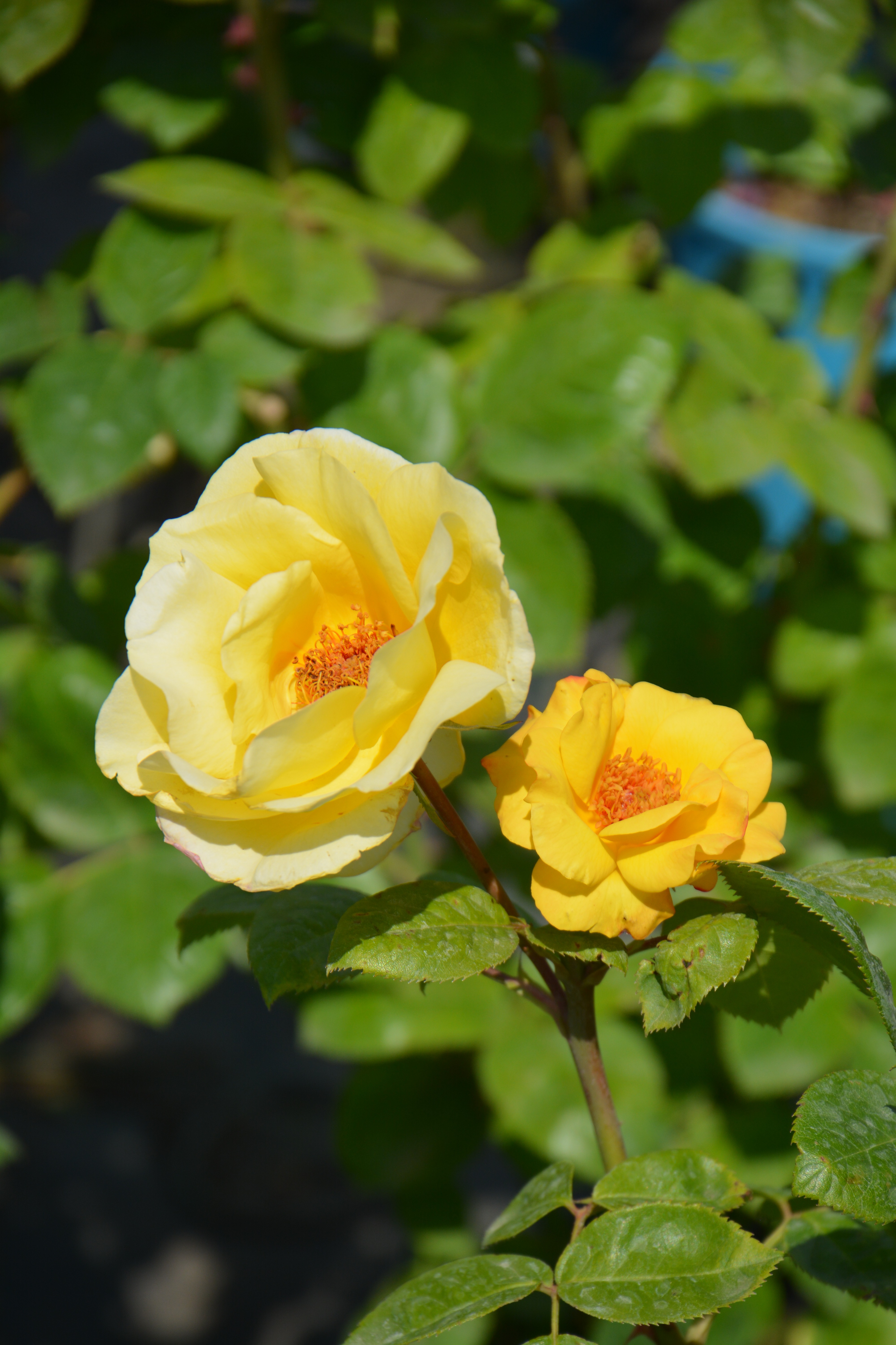 Превью изображения