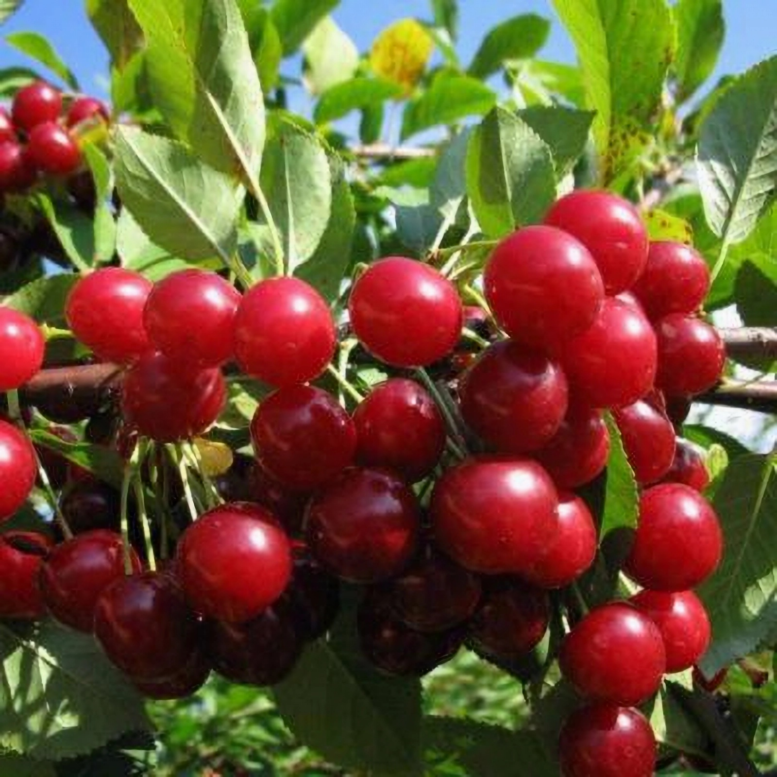 Превью изображения