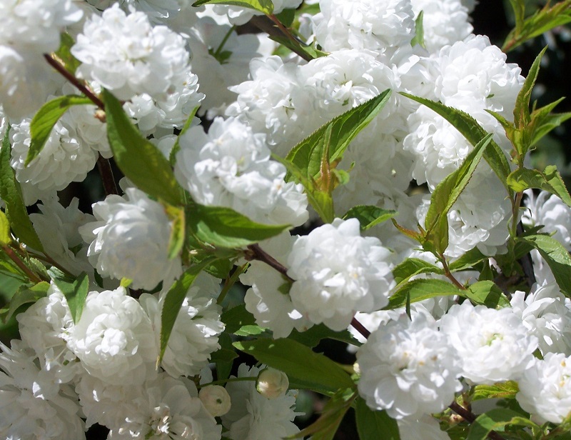 Превью изображения