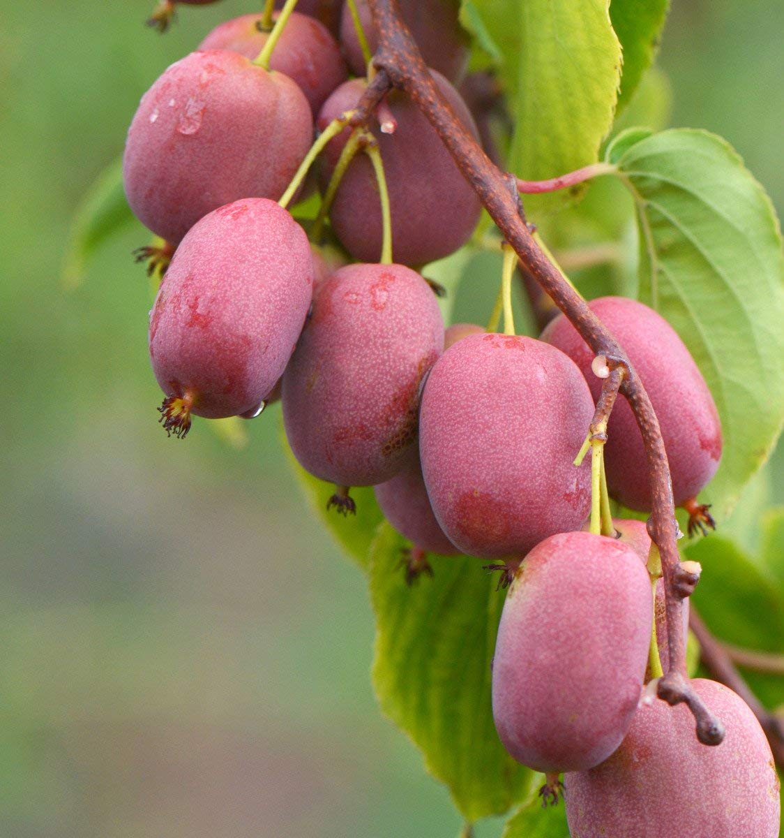 Превью изображения