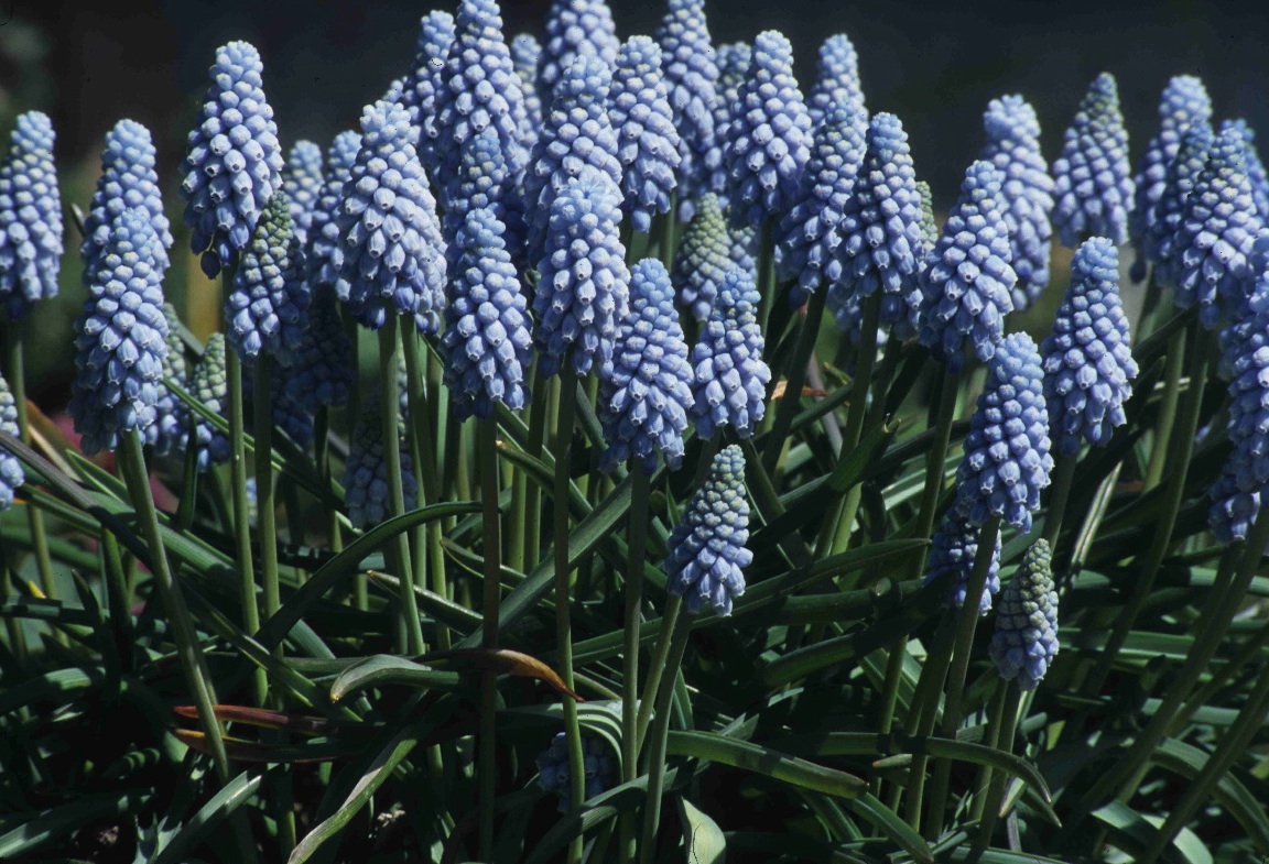 Превью изображения