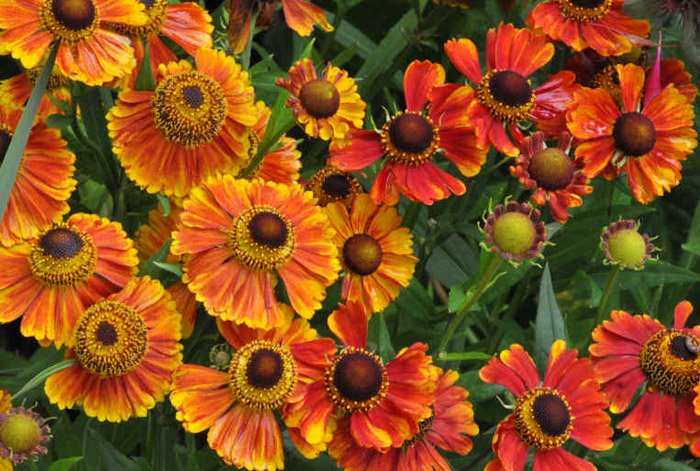 Превью изображения