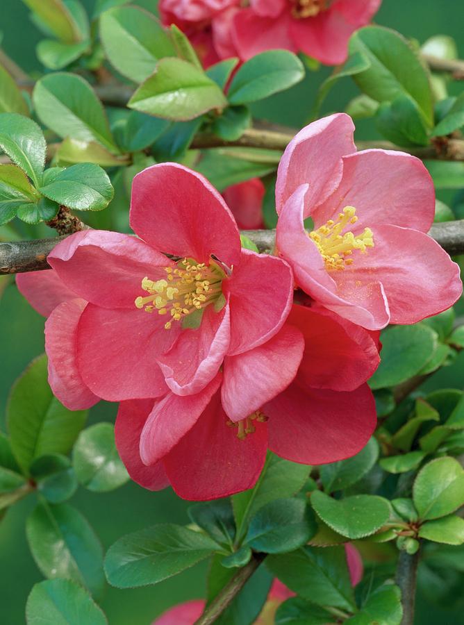 Превью изображения