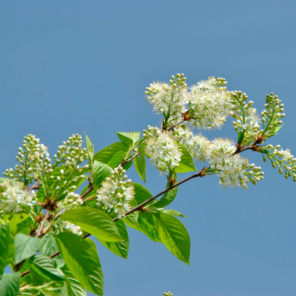 Превью изображения