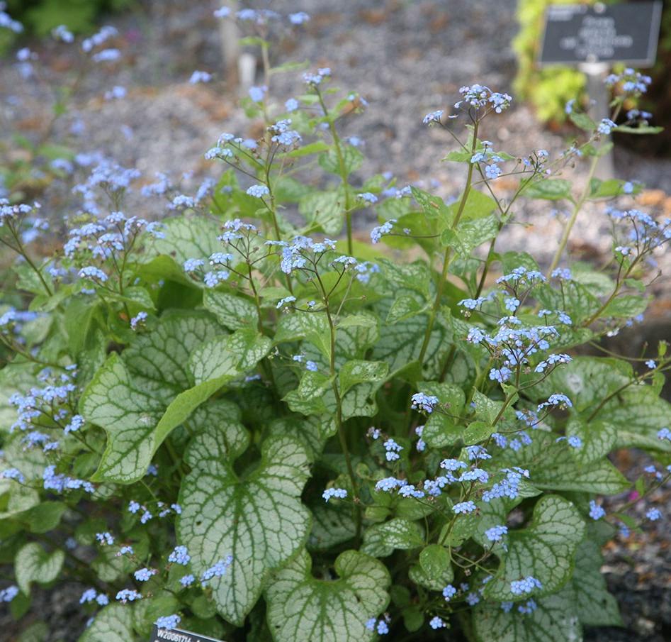 Превью изображения