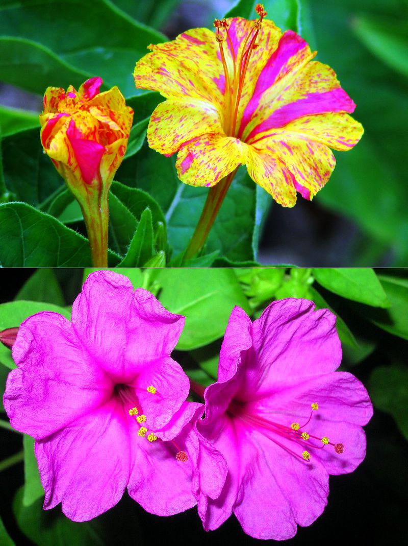 Превью изображения