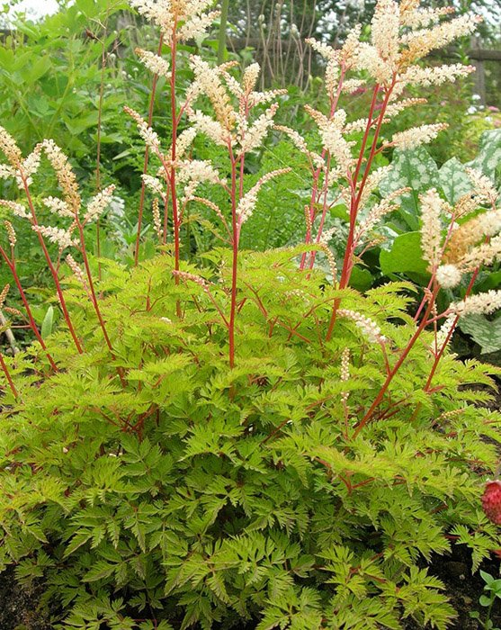 Превью изображения