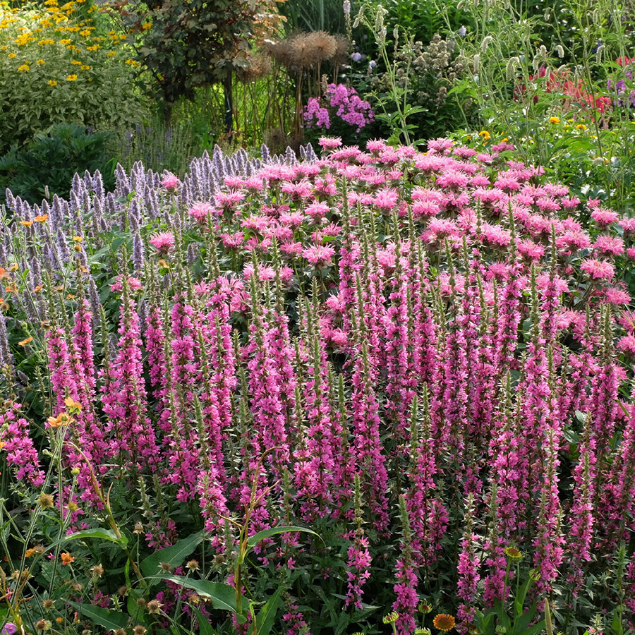 Превью изображения