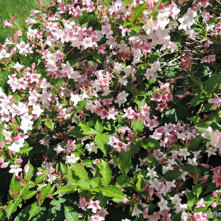 Превью изображения