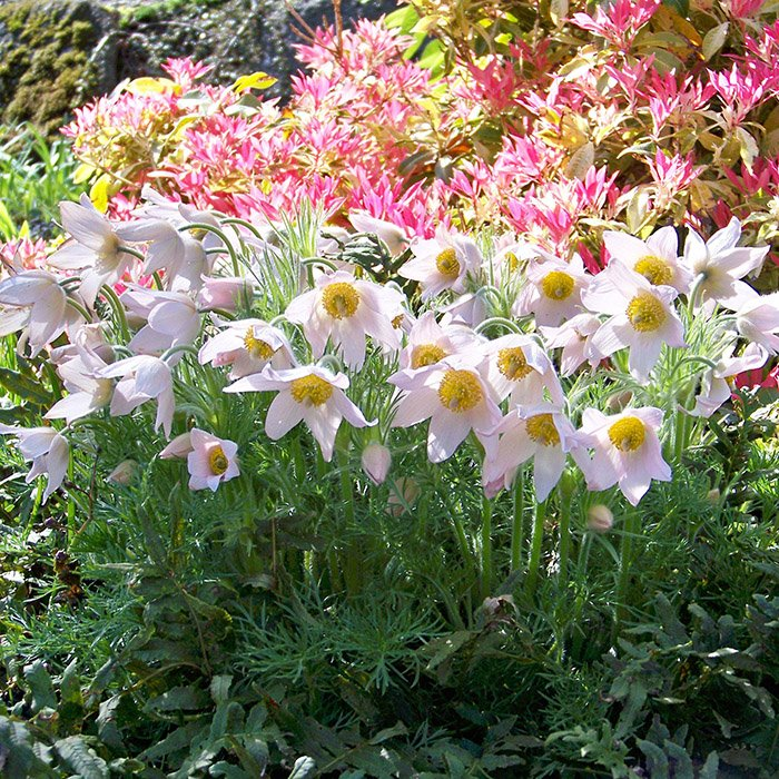 Превью изображения