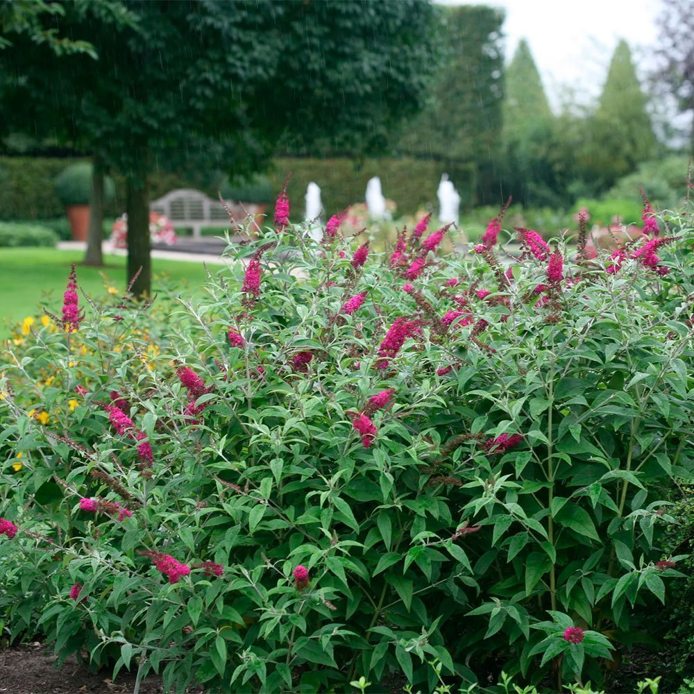 Превью изображения