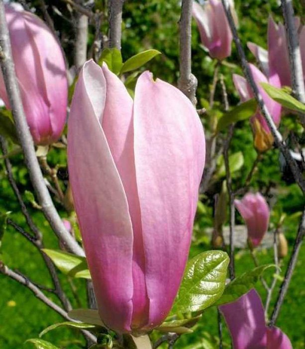 Превью изображения