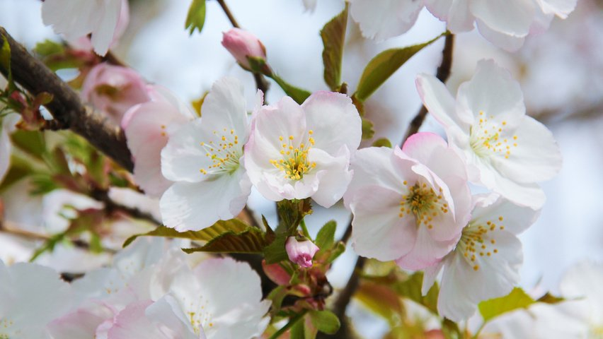 Превью изображения