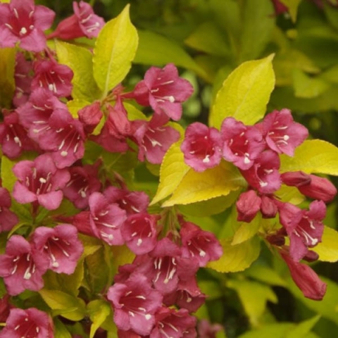 Превью изображения