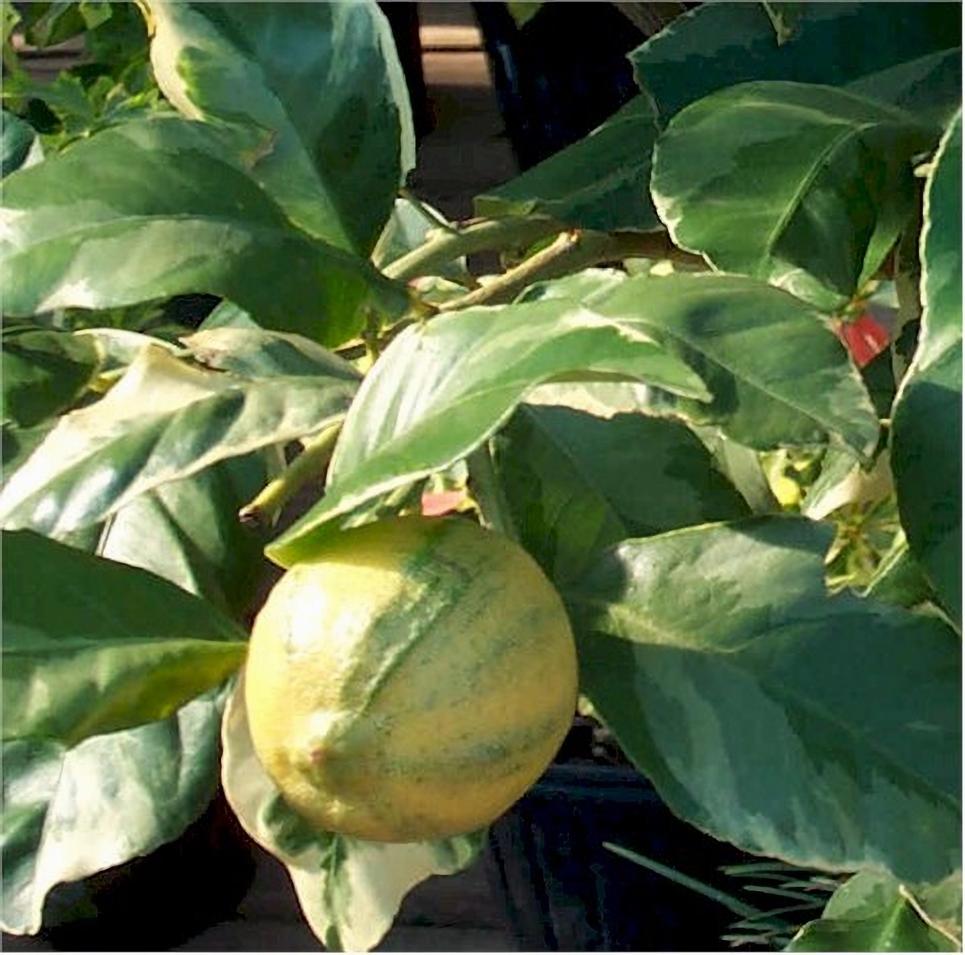 Превью изображения