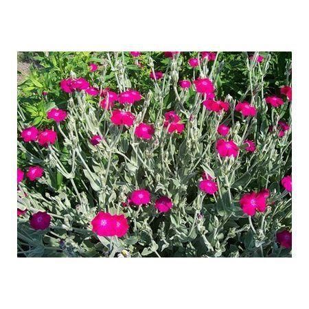 Превью изображения