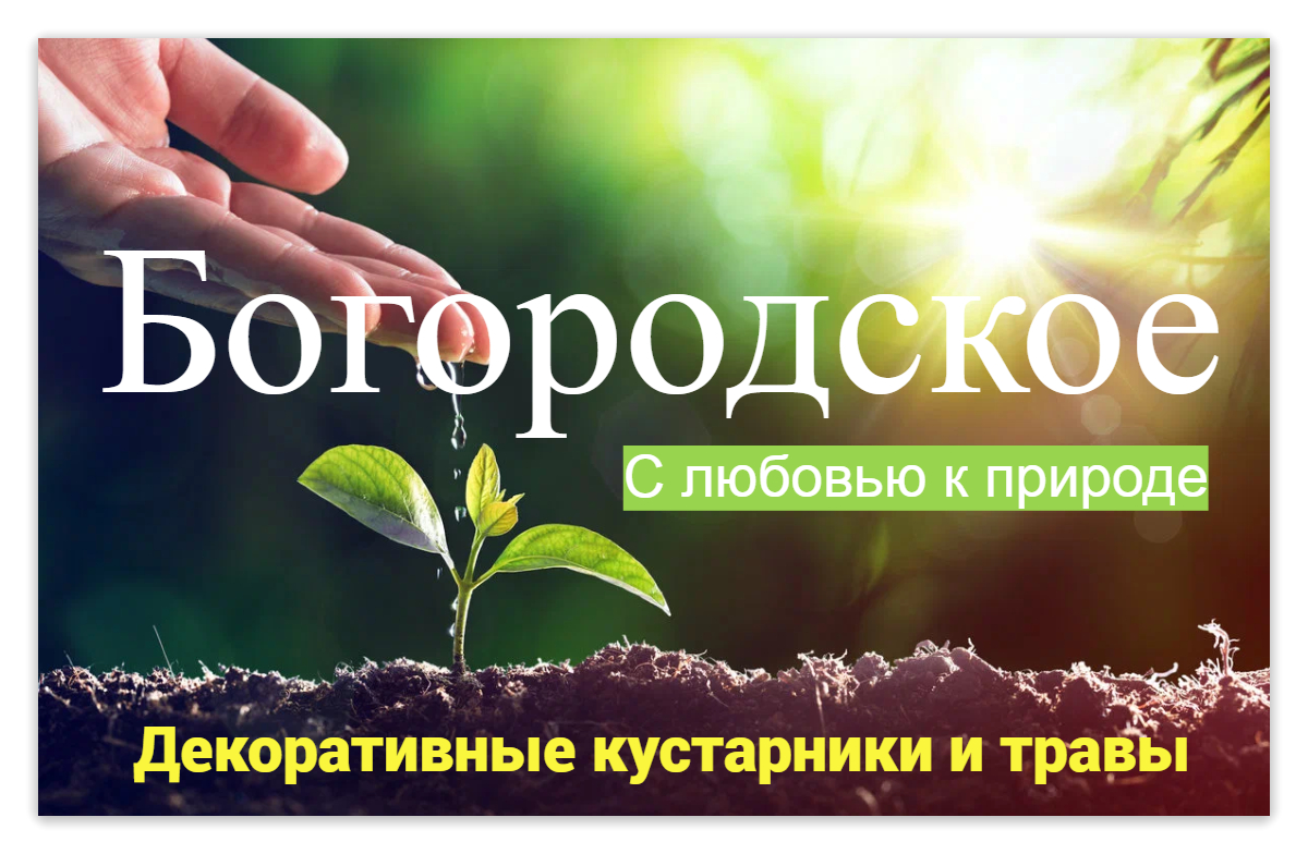 Превью изображения