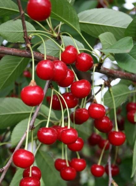 Превью изображения