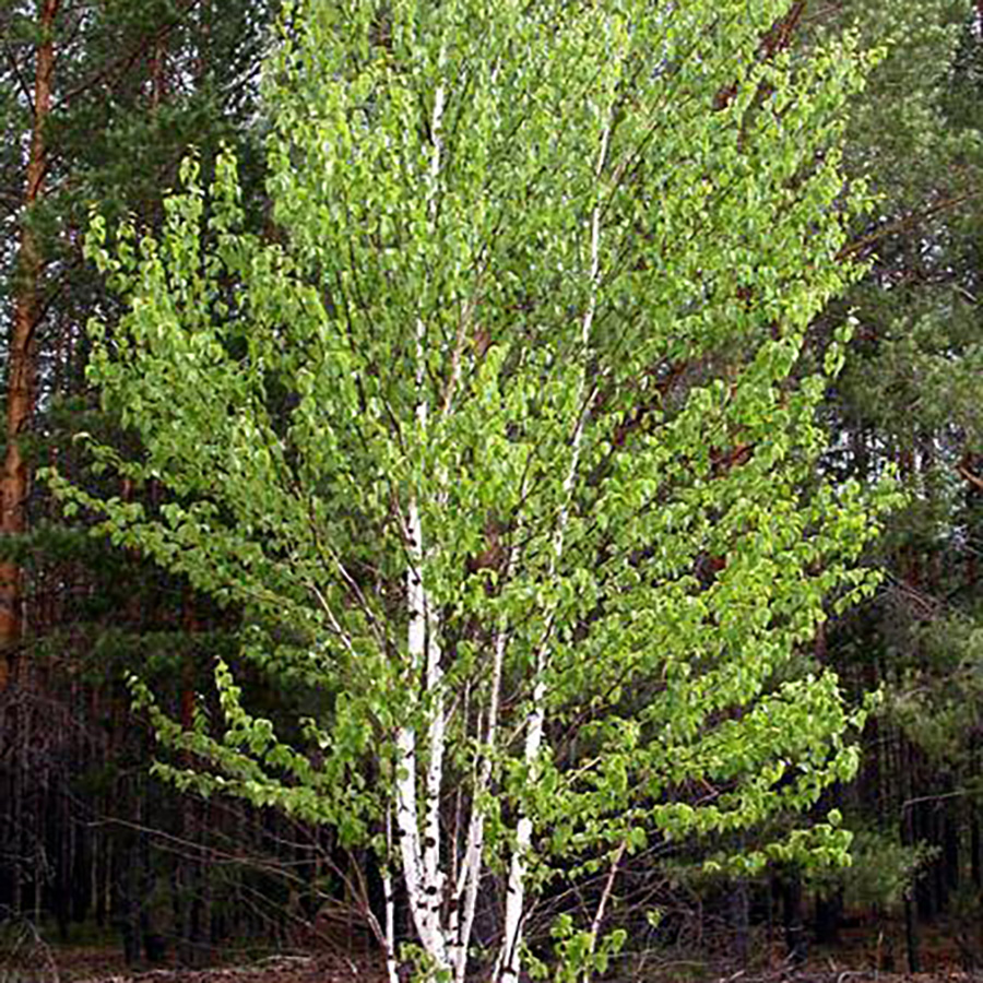 Превью изображения