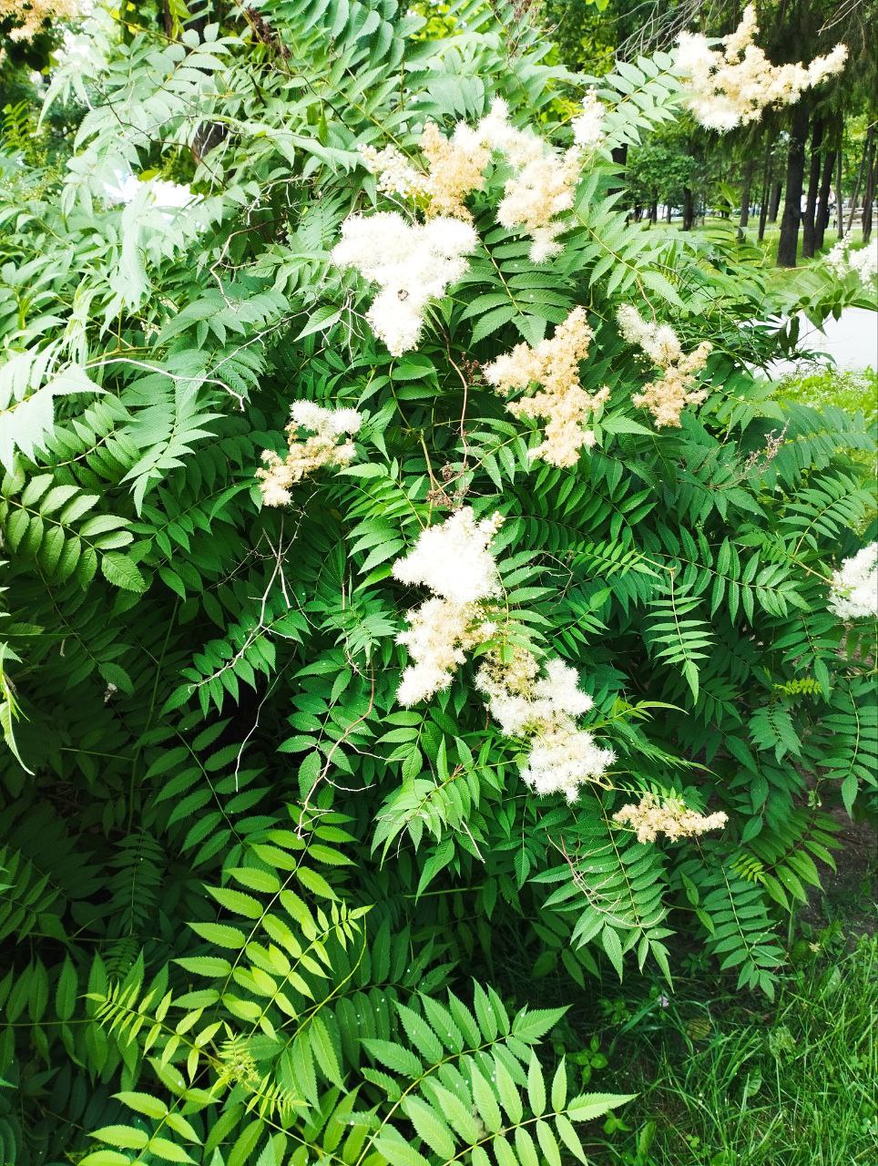 Превью изображения