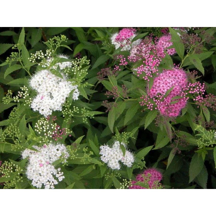 Превью изображения