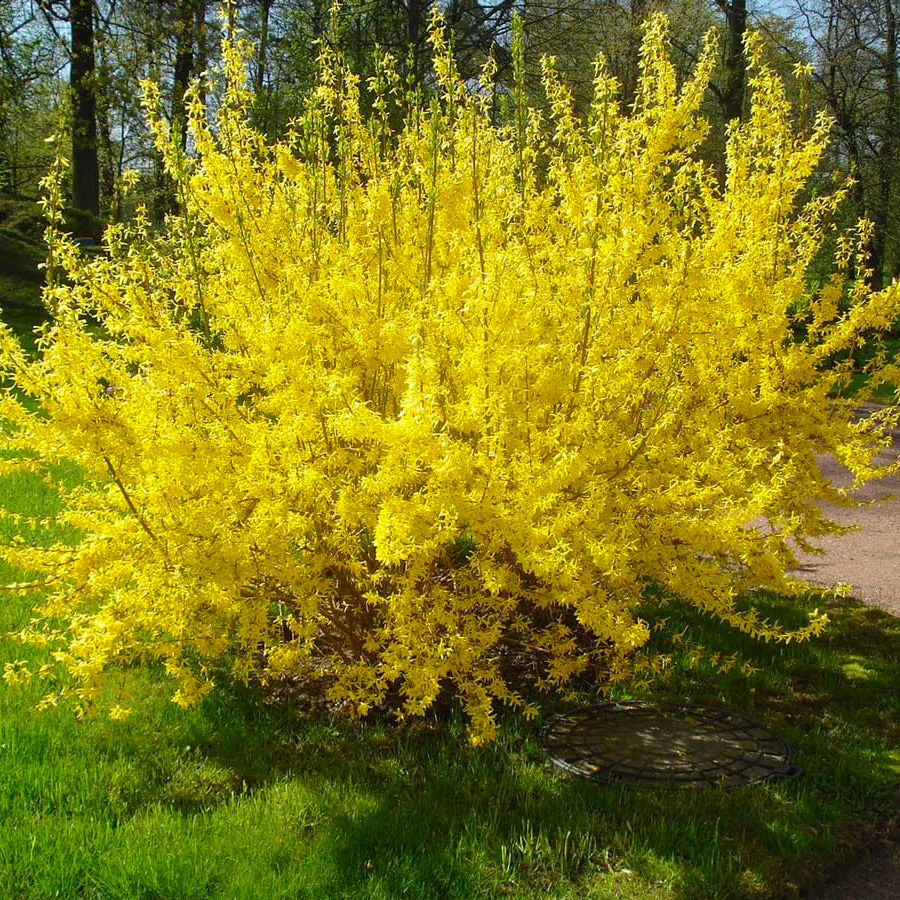 Превью изображения