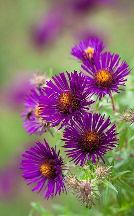 Превью изображения