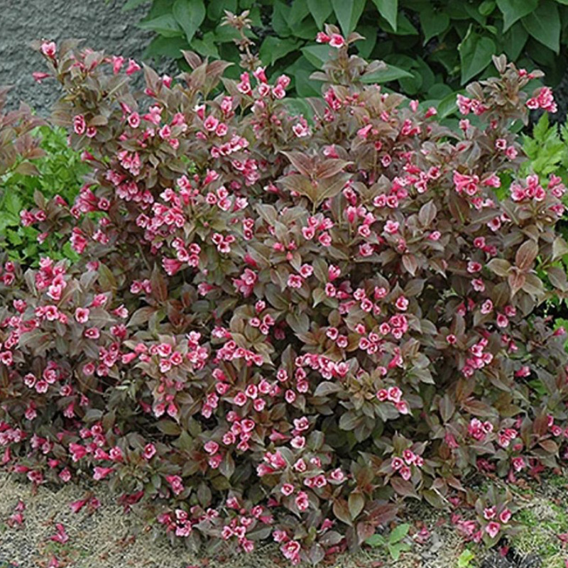 Превью изображения