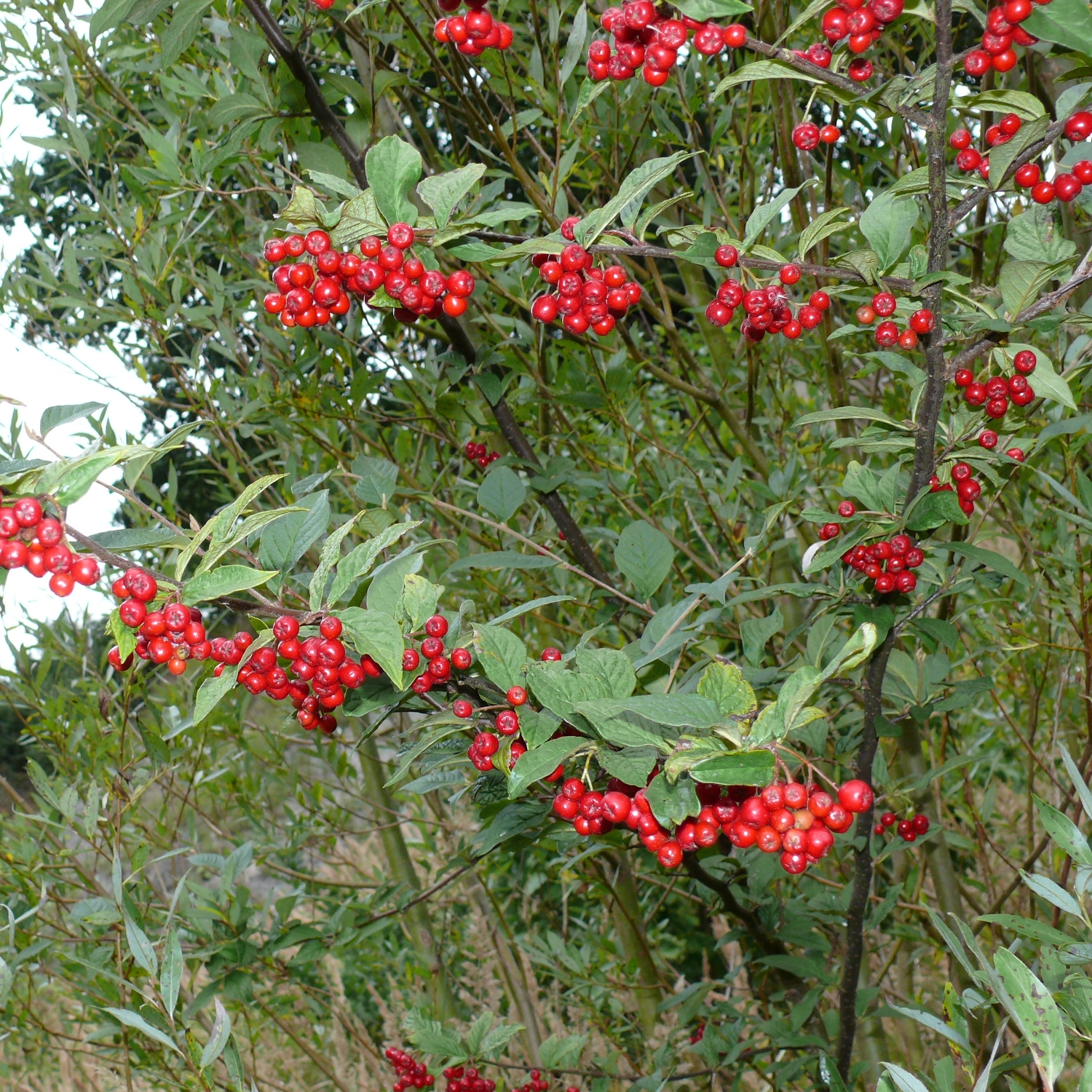 Превью изображения