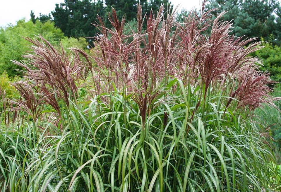 Превью изображения