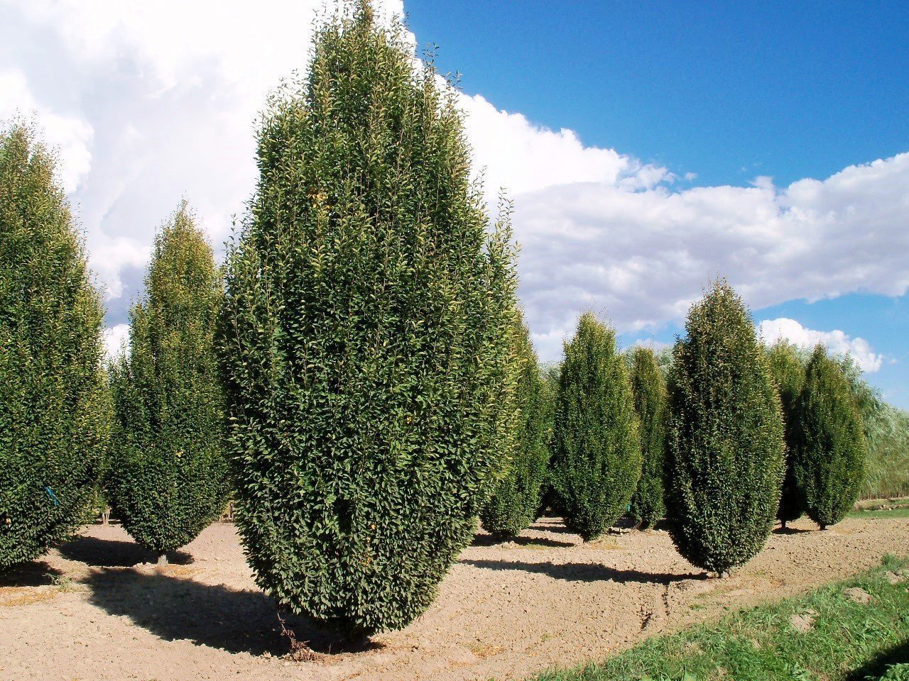 Превью изображения