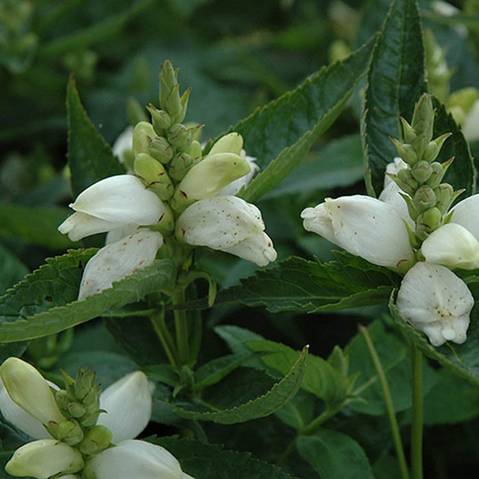 Превью изображения