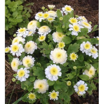 Превью изображения