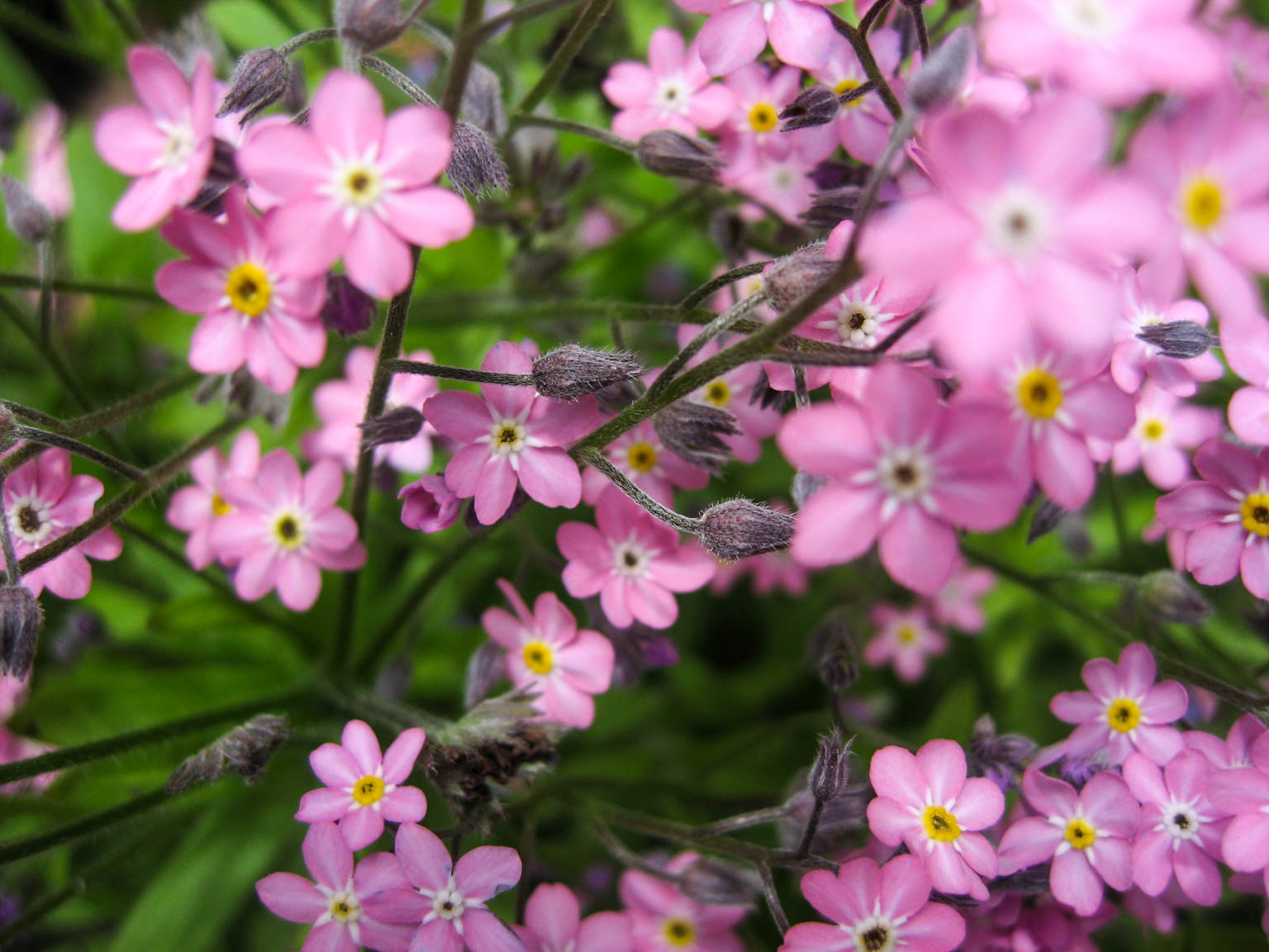 Превью изображения