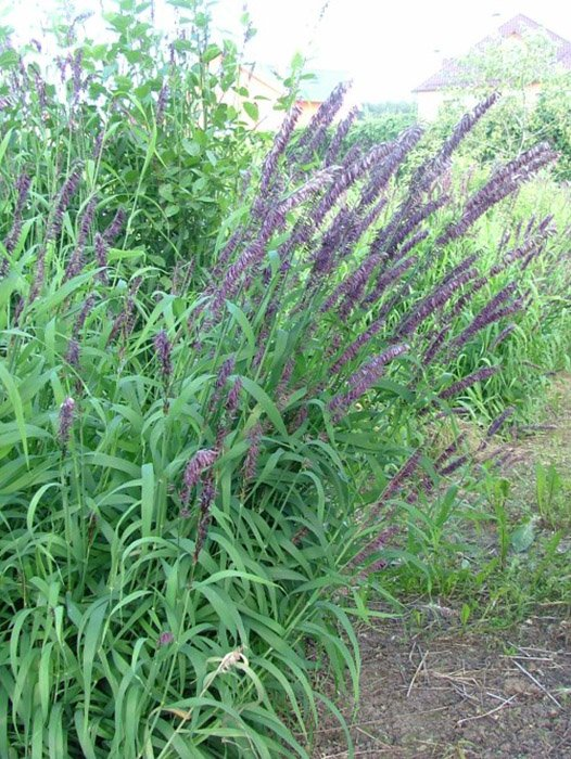 Превью изображения