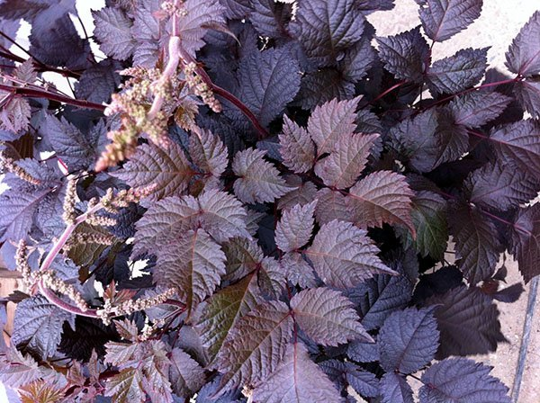 Превью изображения